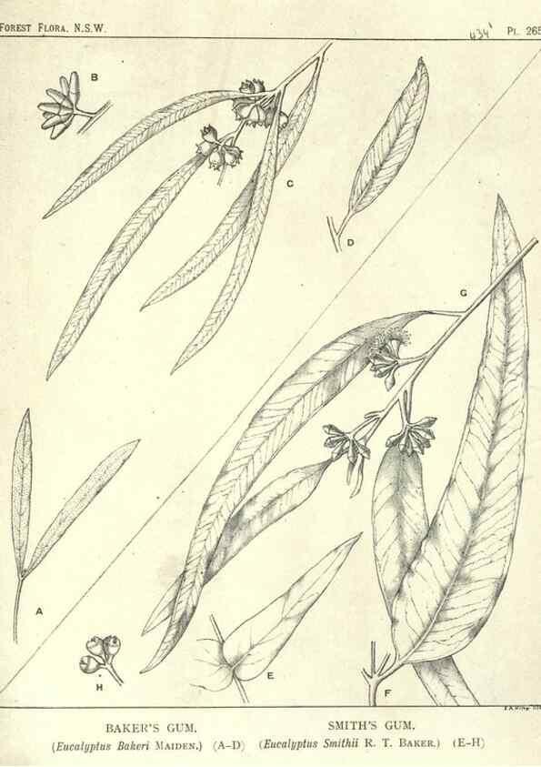 Reproducción/Reproduction 46016679555: The forest flora of New South Wales /. Sydney :W. A. Gullick,1902-1925.. 