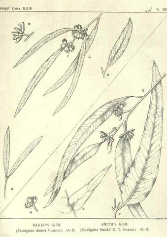 Reproducción/Reproduction 46016679555: The forest flora of New South Wales /. Sydney :W. A. Gullick,1902-1925.. 