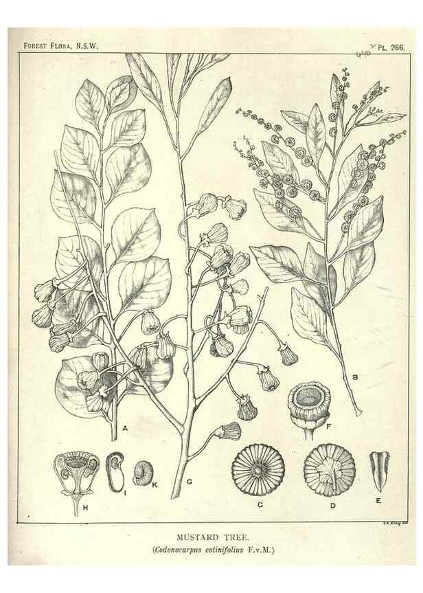 Reproducción/Reproduction 46930720291: The forest flora of New South Wales /. Sydney :W. A. Gullick,1902-1925.. 