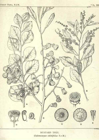 Reproducción/Reproduction 46930720291: The forest flora of New South Wales /. Sydney :W. A. Gullick,1902-1925.. 