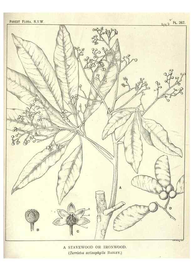 Reproducción/Reproduction 46206047134: The forest flora of New South Wales /. Sydney :W. A. Gullick,1902-1925.. 