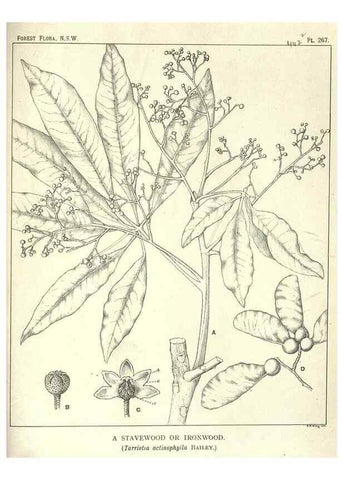 Reproducción/Reproduction 46206047134: The forest flora of New South Wales /. Sydney :W. A. Gullick,1902-1925.. 