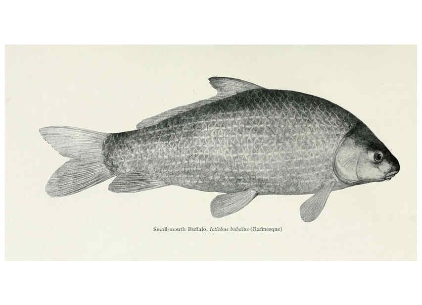 Reproducción/Reproduction 46889327702: The fishes of Illinois,. [Danville, Ill.] :Pub. by authority of the state Legislature,[1908]. 