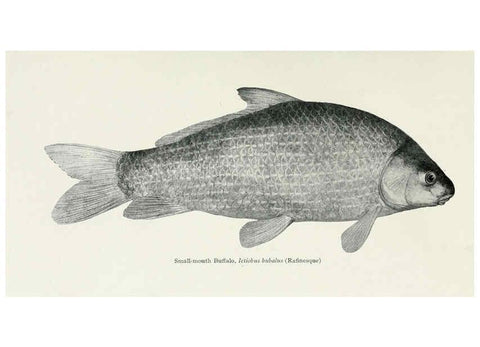 Reproducción/Reproduction 46889327702: The fishes of Illinois,. [Danville, Ill.] :Pub. by authority of the state Legislature,[1908]. 