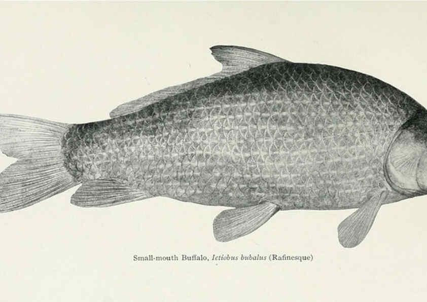 Reproducción/Reproduction 46889327702: The fishes of Illinois,. [Danville, Ill.] :Pub. by authority of the state Legislature,[1908]. 