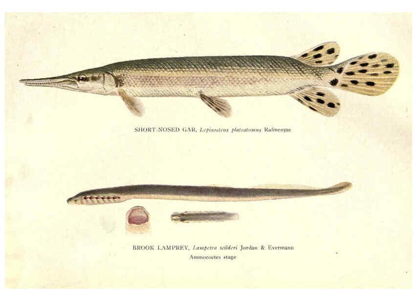 Reproducción/Reproduction 39977604623: The fishes of Illinois /. [Springfield, Ill. :Illinois State Journal Co.],1919-1920.. 