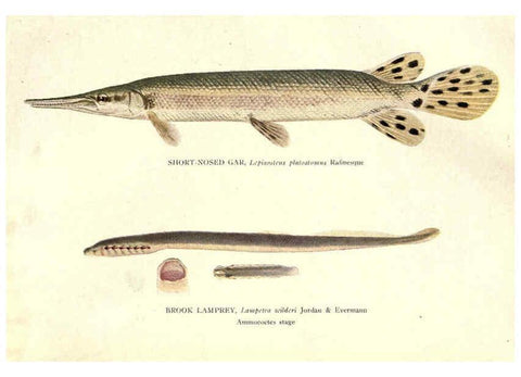 Reproducción/Reproduction 39977604623: The fishes of Illinois /. [Springfield, Ill. :Illinois State Journal Co.],1919-1920.. 