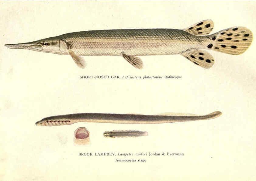 Reproducción/Reproduction 39977604623: The fishes of Illinois /. [Springfield, Ill. :Illinois State Journal Co.],1919-1920.. 