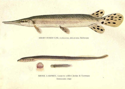 Reproducción/Reproduction 39977604623: The fishes of Illinois /. [Springfield, Ill. :Illinois State Journal Co.],1919-1920.. 