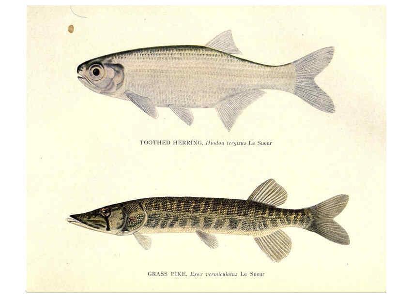 Reproducción/Reproduction 46889837832: The fishes of Illinois /. [Springfield, Ill. :Illinois State Journal Co.],1919-1920.. 