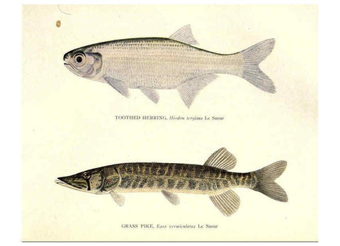 Reproducción/Reproduction 46889837832: The fishes of Illinois /. [Springfield, Ill. :Illinois State Journal Co.],1919-1920.. 