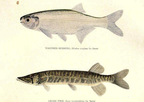 Reproducción/Reproduction 46889837832: The fishes of Illinois /. [Springfield, Ill. :Illinois State Journal Co.],1919-1920.. 