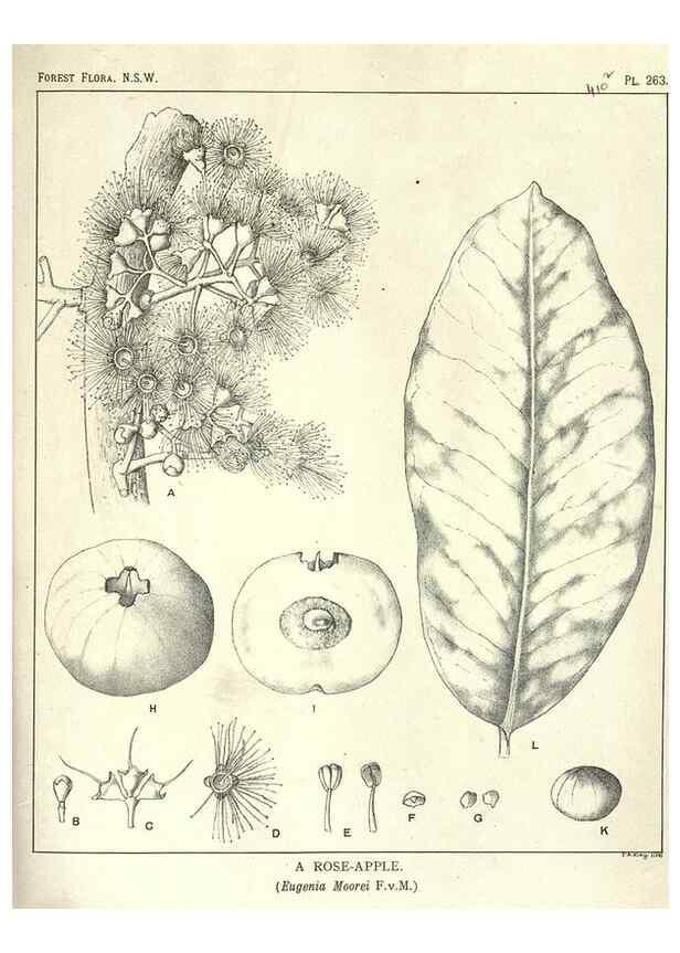 Reproducción/Reproduction 33055268578: The forest flora of New South Wales /. Sydney :W. A. Gullick,1902-1925.. 