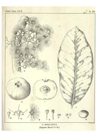Reproducción/Reproduction 33055268578: The forest flora of New South Wales /. Sydney :W. A. Gullick,1902-1925.. 