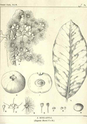 Reproducción/Reproduction 33055268578: The forest flora of New South Wales /. Sydney :W. A. Gullick,1902-1925.. 