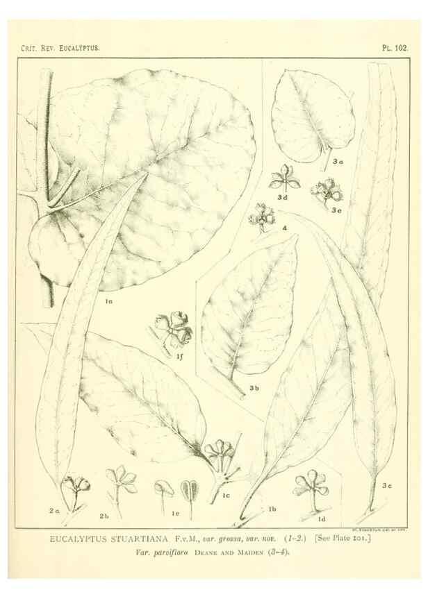 Reproducción/Reproduction 32088256087: A critical revision of the genus Eucalyptus,. Sydney,Gullick,1903-33.. 