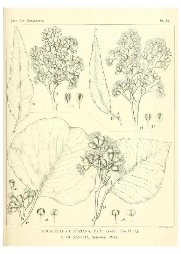 Reproducción/Reproduction 47029350811: A critical revision of the genus Eucalyptus,. Sydney,Gullick,1903-33.. 