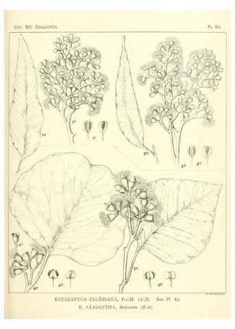 Reproducción/Reproduction 47029350811: A critical revision of the genus Eucalyptus,. Sydney,Gullick,1903-33.. 