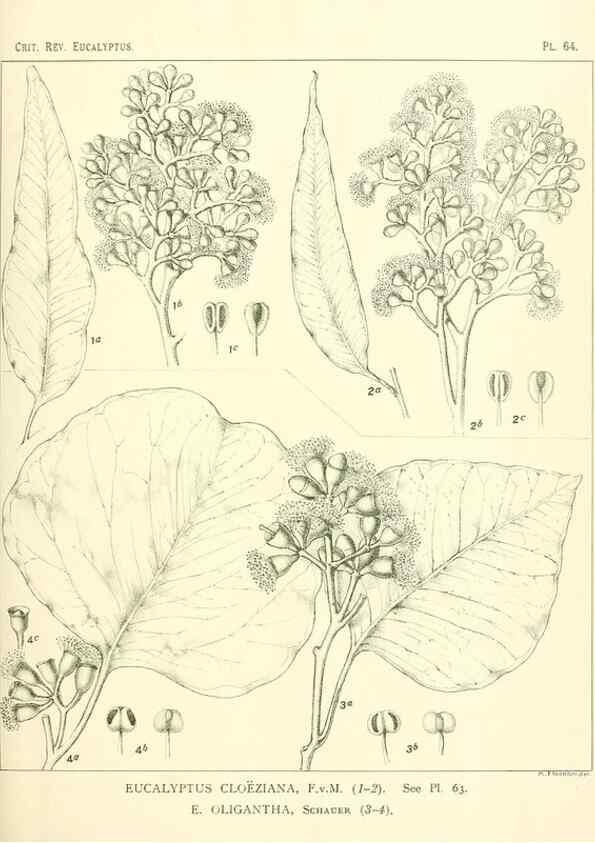 Reproducción/Reproduction 47029350811: A critical revision of the genus Eucalyptus,. Sydney,Gullick,1903-33.. 