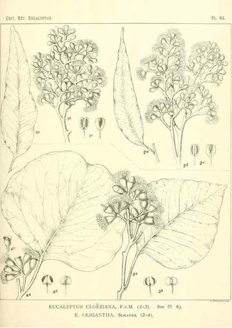Reproducción/Reproduction 47029350811: A critical revision of the genus Eucalyptus,. Sydney,Gullick,1903-33.. 