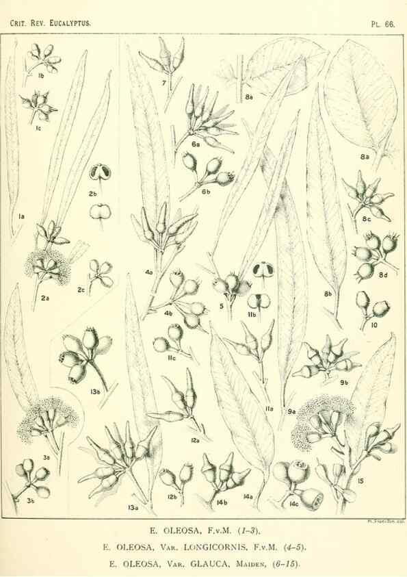 Reproducción/Reproduction 46977442042: A critical revision of the genus Eucalyptus,. Sydney,Gullick,1903-33.. 
