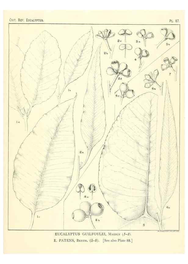 Reproducción/Reproduction 40064707403: A critical revision of the genus Eucalyptus,. Sydney,Gullick,1903-33.. 