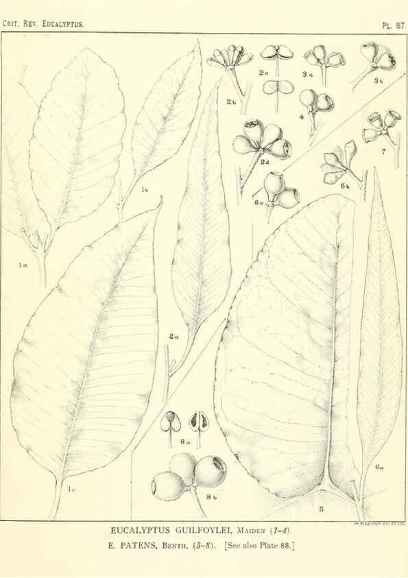 Reproducción/Reproduction 40064707403: A critical revision of the genus Eucalyptus,. Sydney,Gullick,1903-33.. 
