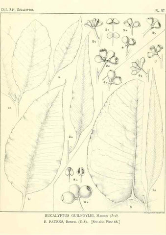 Reproducción/Reproduction 40064707403: A critical revision of the genus Eucalyptus,. Sydney,Gullick,1903-33.. 