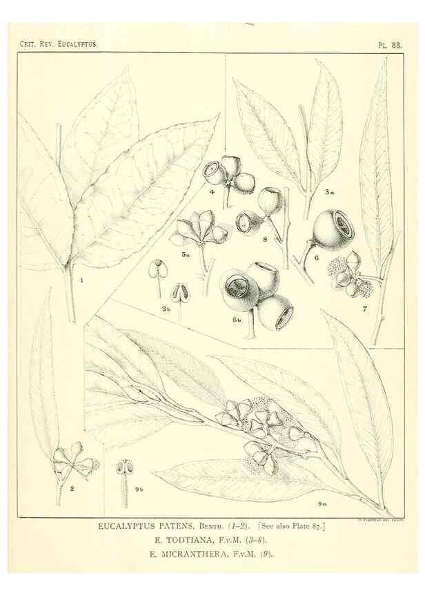 Reproducción/Reproduction 46305488534: A critical revision of the genus Eucalyptus,. Sydney,Gullick,1903-33.. 