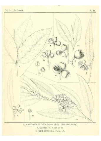 Reproducción/Reproduction 46305488534: A critical revision of the genus Eucalyptus,. Sydney,Gullick,1903-33.. 