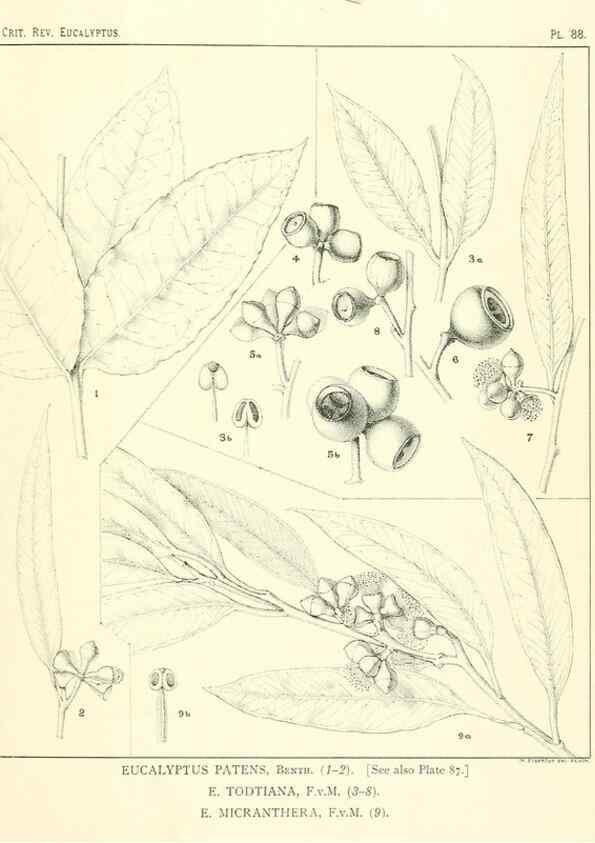 Reproducción/Reproduction 46305488534: A critical revision of the genus Eucalyptus,. Sydney,Gullick,1903-33.. 
