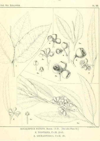 Reproducción/Reproduction 46305488534: A critical revision of the genus Eucalyptus,. Sydney,Gullick,1903-33.. 