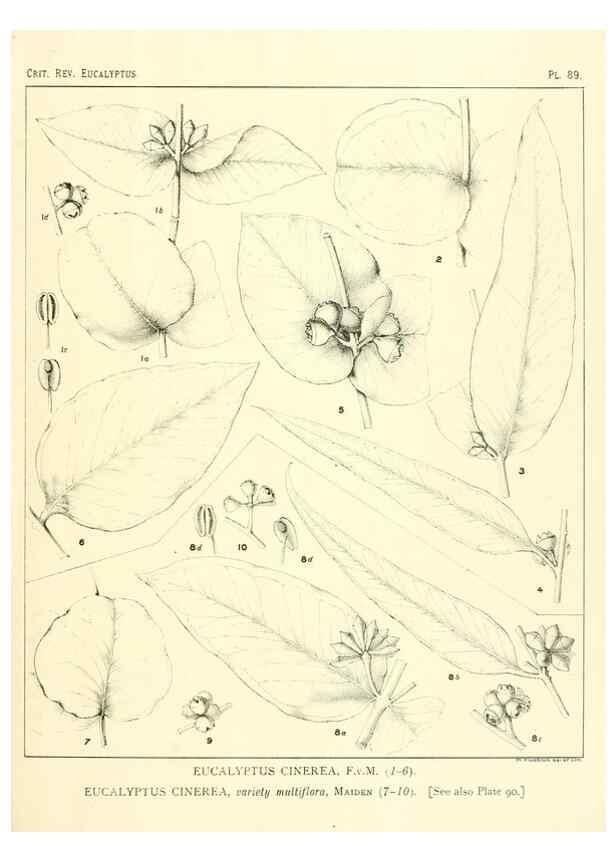 Reproducción/Reproduction 32088237827: A critical revision of the genus Eucalyptus,. Sydney,Gullick,1903-33.. 