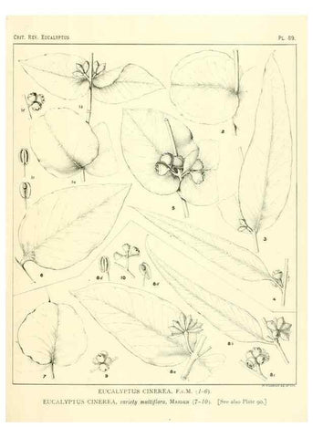 Reproducción/Reproduction 32088237827: A critical revision of the genus Eucalyptus,. Sydney,Gullick,1903-33.. 