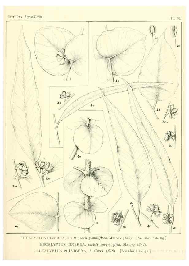 Reproducción/Reproduction 46305753244: A critical revision of the genus Eucalyptus,. Sydney,Gullick,1903-33.. 