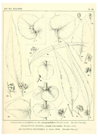 Reproducción/Reproduction 46305753244: A critical revision of the genus Eucalyptus,. Sydney,Gullick,1903-33.. 