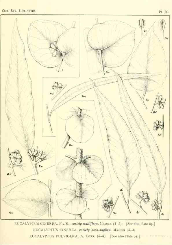 Reproducción/Reproduction 46305753244: A critical revision of the genus Eucalyptus,. Sydney,Gullick,1903-33.. 