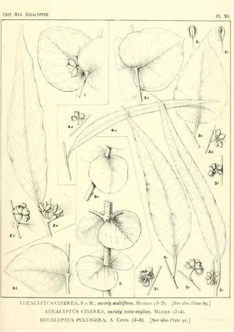 Reproducción/Reproduction 46305753244: A critical revision of the genus Eucalyptus,. Sydney,Gullick,1903-33.. 