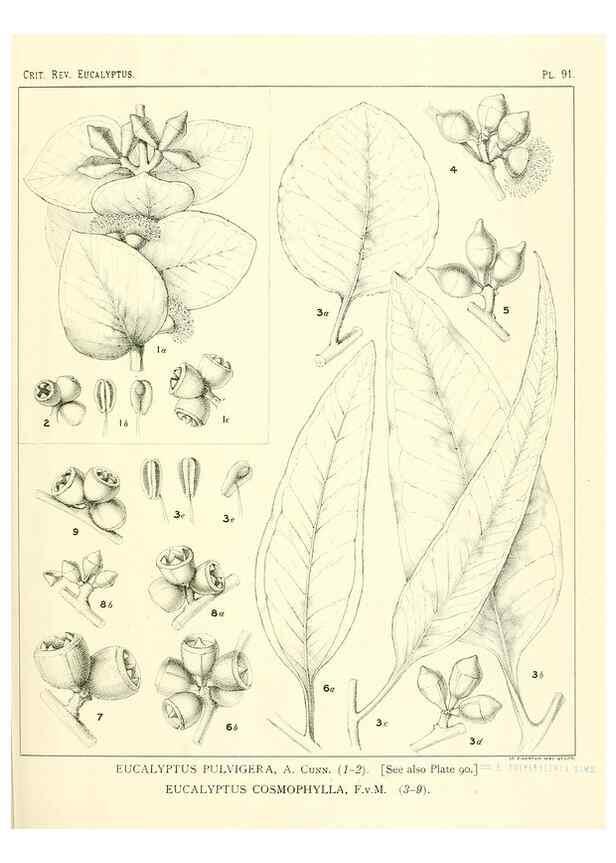 Reproducción/Reproduction 47029658161: A critical revision of the genus Eucalyptus,. Sydney,Gullick,1903-33.. 