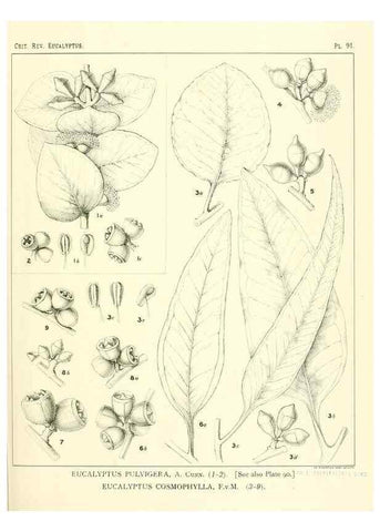 Reproducción/Reproduction 47029658161: A critical revision of the genus Eucalyptus,. Sydney,Gullick,1903-33.. 
