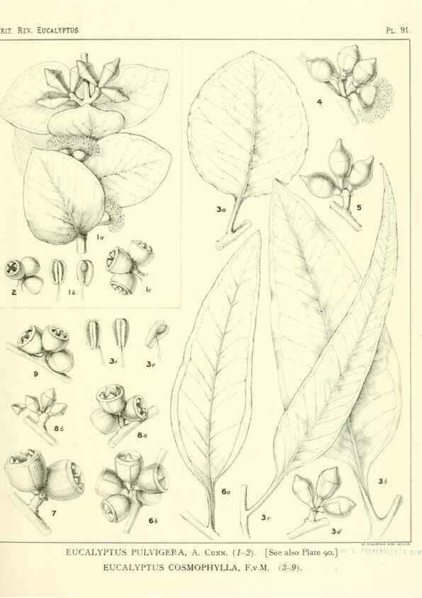 Reproducción/Reproduction 47029658161: A critical revision of the genus Eucalyptus,. Sydney,Gullick,1903-33.. 