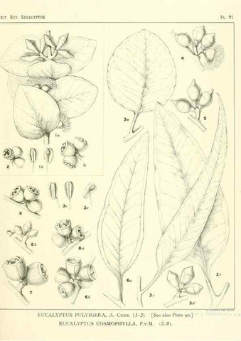Reproducción/Reproduction 47029658161: A critical revision of the genus Eucalyptus,. Sydney,Gullick,1903-33.. 