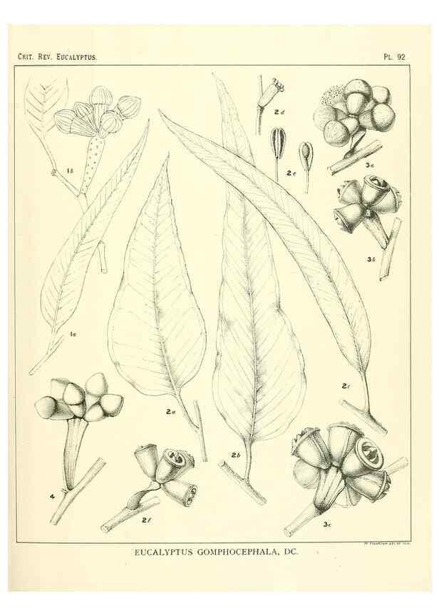 Reproducción/Reproduction 46116108435: A critical revision of the genus Eucalyptus,. Sydney,Gullick,1903-33.. 