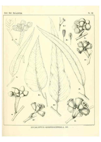 Reproducción/Reproduction 46116108435: A critical revision of the genus Eucalyptus,. Sydney,Gullick,1903-33.. 