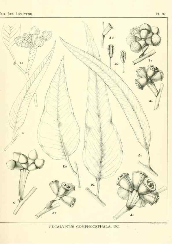 Reproducción/Reproduction 46116108435: A critical revision of the genus Eucalyptus,. Sydney,Gullick,1903-33.. 