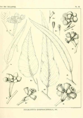 Reproducción/Reproduction 46116108435: A critical revision of the genus Eucalyptus,. Sydney,Gullick,1903-33.. 