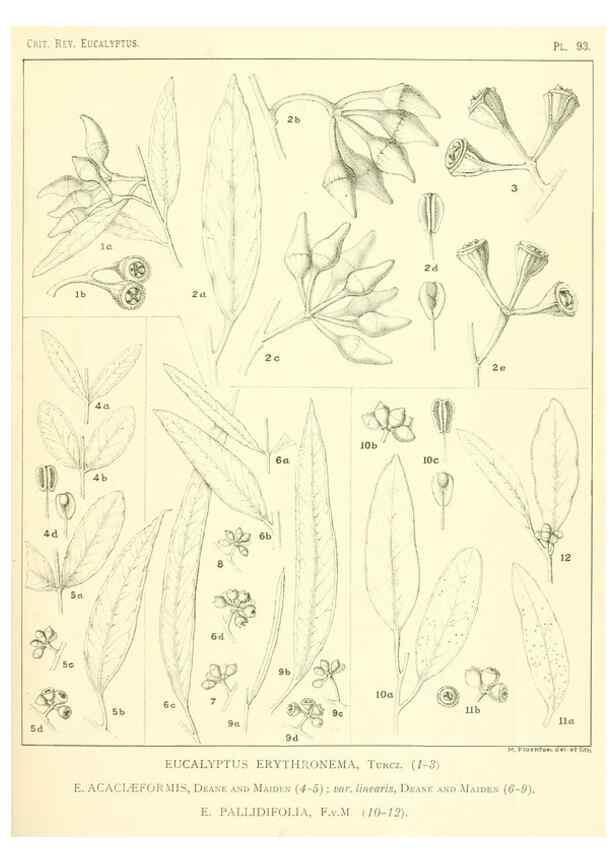Reproducción/Reproduction 32088246207: A critical revision of the genus Eucalyptus,. Sydney,Gullick,1903-33.. 