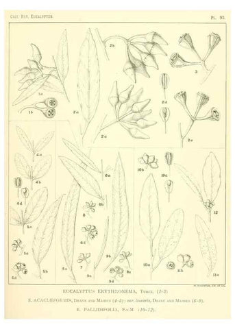 Reproducción/Reproduction 32088246207: A critical revision of the genus Eucalyptus,. Sydney,Gullick,1903-33.. 