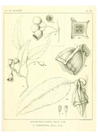 Reproducción/Reproduction 46977730762: A critical revision of the genus Eucalyptus,. Sydney,Gullick,1903-33.. 