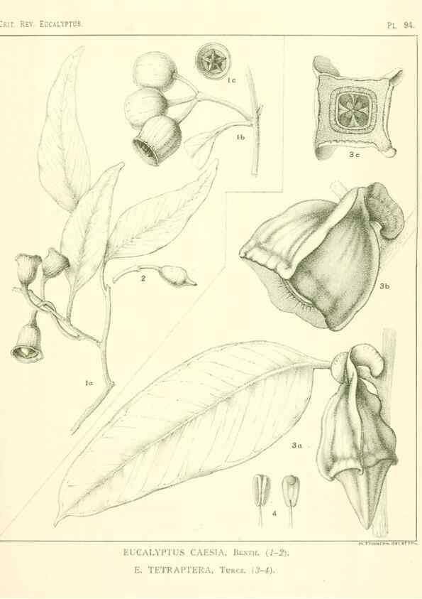 Reproducción/Reproduction 46977730762: A critical revision of the genus Eucalyptus,. Sydney,Gullick,1903-33.. 